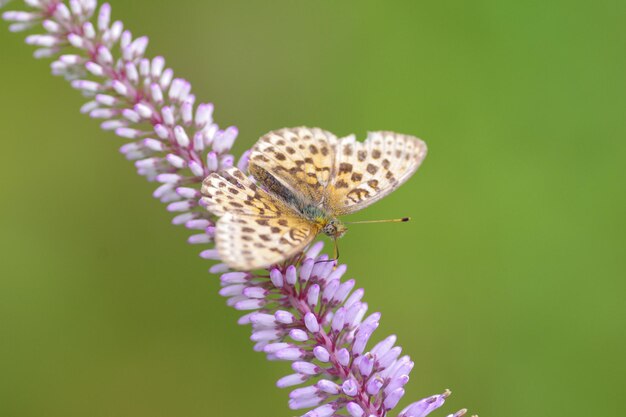 Foto nahaufnahme eines schmetterlings bei der bestäubung einer lila blume