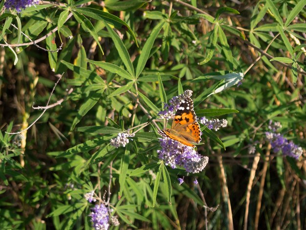 Foto nahaufnahme eines schmetterlings bei der bestäubung einer lila blume