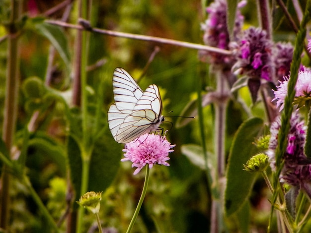 Foto nahaufnahme eines schmetterlings bei der bestäubung einer lila blume