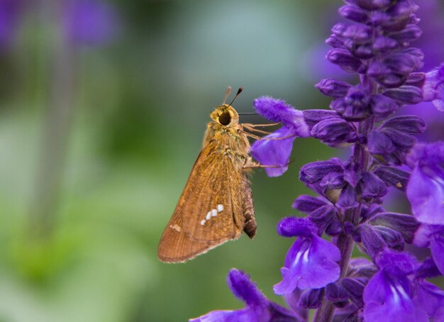 Nahaufnahme eines Schmetterlings bei der Bestäubung einer lila Blume