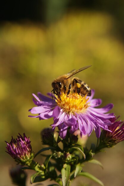 Foto nahaufnahme eines schmetterlings bei der bestäubung einer lila blume