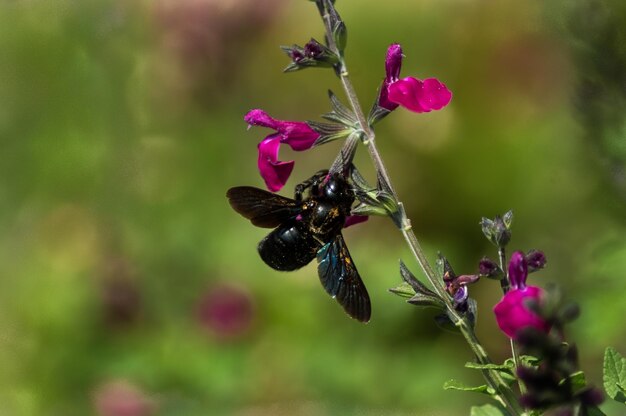 Foto nahaufnahme eines schmetterlings bei der bestäubung einer rosa blume