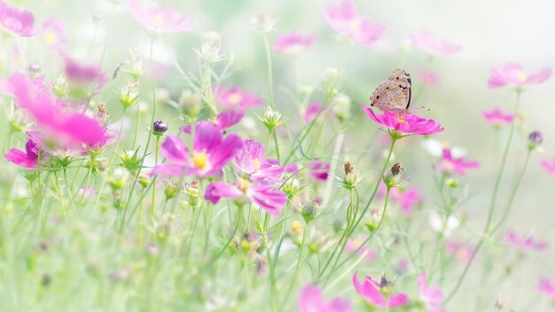 Foto nahaufnahme eines schmetterlings bei der bestäubung einer rosa blume