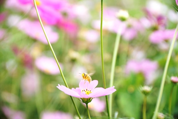 Foto nahaufnahme eines schmetterlings bei der bestäubung einer rosa blume