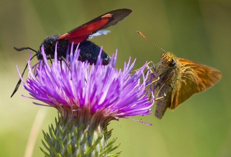 Foto nahaufnahme eines schmetterlings bei der bestäubung einer rosa blume
