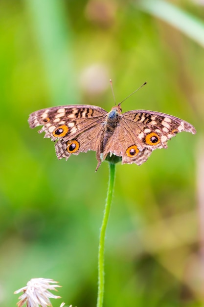 Nahaufnahme eines Schmetterlings bei der Bestäubung von Blumen im Freien