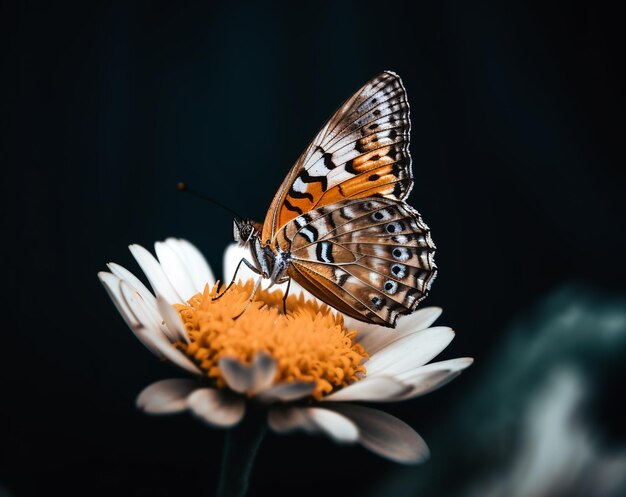 Nahaufnahme eines Schmetterlings, der auf Blütenblättern thront, wunderschönes Porträt eines Schmetterlings