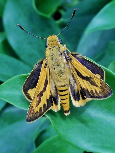 Foto nahaufnahme eines schmetterlings, der auf einem blatt sitzt