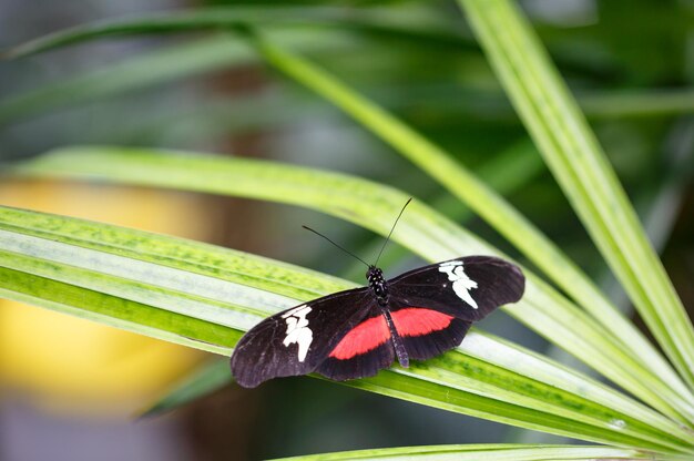 Foto nahaufnahme eines schmetterlings, der auf einem blatt sitzt