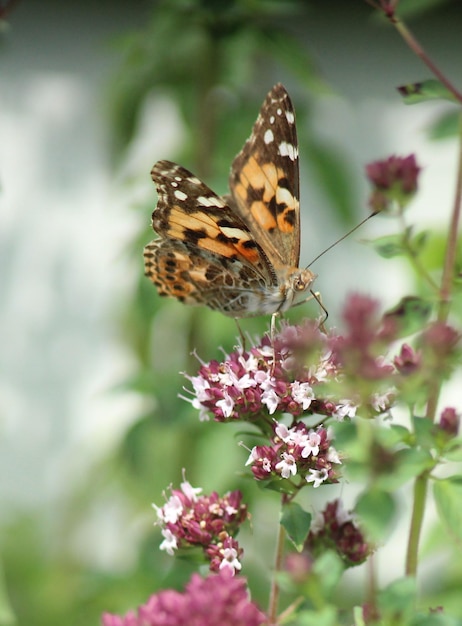 Foto nahaufnahme eines schmetterlings, der auf einer blume sitzt