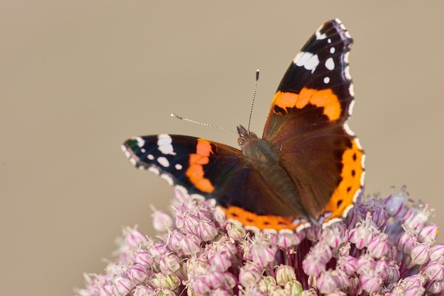 Nahaufnahme eines Schmetterlings, der auf einer Pflanze draußen in einem Garten sitzt Schönes und buntes Insekt im Sommer, das sich von einer Blume ernährt Der Schmetterling Red Admiral oder Vanessa Atalanta an einem heißen Tag