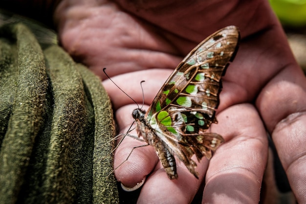 Nahaufnahme eines Schmetterlings, der einen Schmetterling in der Hand hält