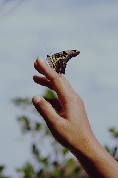 Nahaufnahme eines Schmetterlings, der einen Schmetterling in der Hand hält