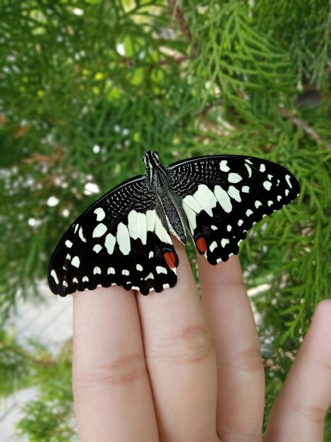 Foto nahaufnahme eines schmetterlings in der hand