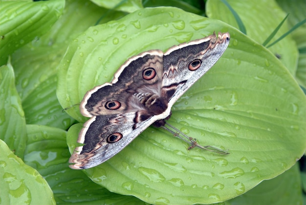 Foto nahaufnahme eines schmetterlings