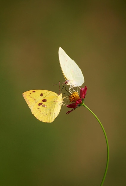 Foto nahaufnahme eines schmetterlings