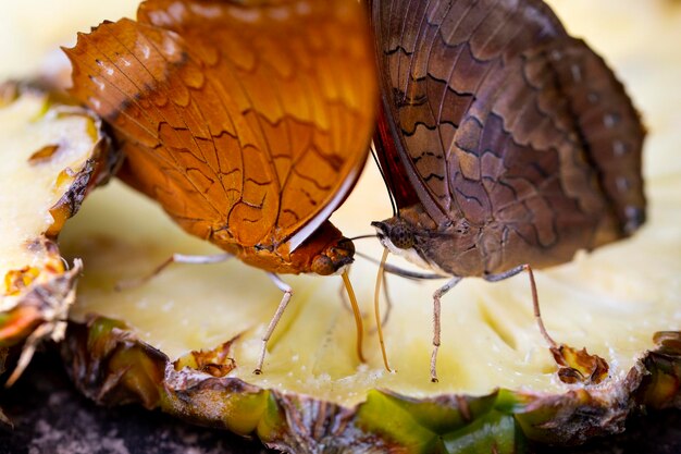 Foto nahaufnahme eines schmetterlings