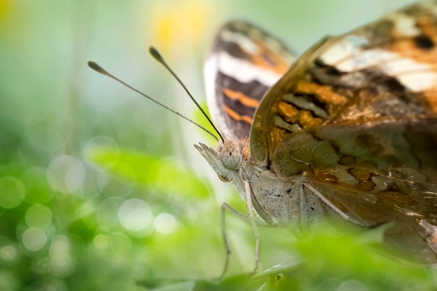 Foto nahaufnahme eines schmetterlings