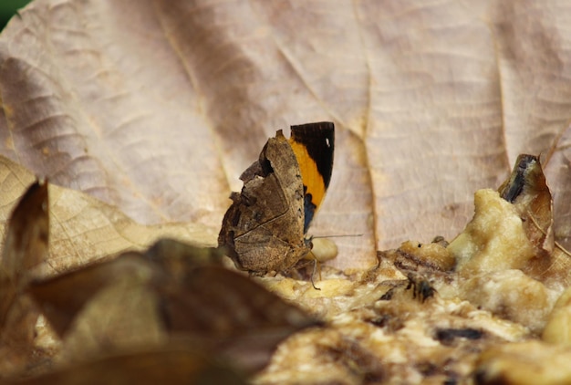 Foto nahaufnahme eines schmetterlings