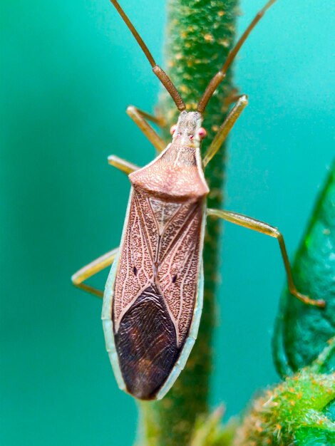 Foto nahaufnahme eines schmetterlings