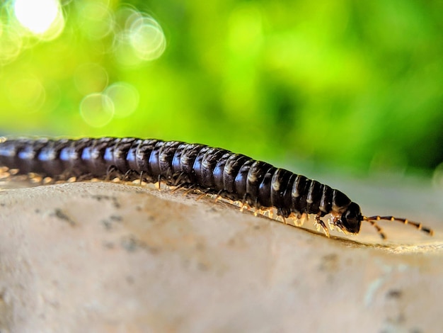 Foto nahaufnahme eines schmetterlings