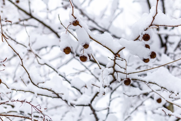 Nahaufnahme eines schneebedeckten Astes mit einem trockenen Blatt vor dem Hintergrund von Schneeverwehungen im Wald