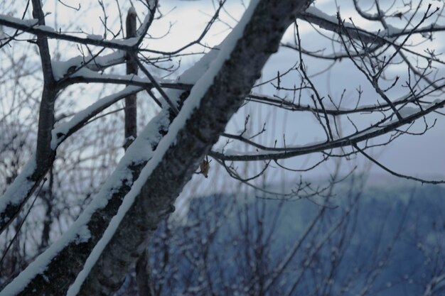 Foto nahaufnahme eines schneebedeckten, nackten baumes