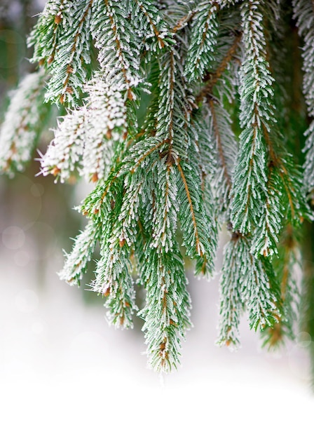Nahaufnahme eines schneebedeckten Tannenzweigs im Winterwald Echter Winter- und Weihnachtshintergrund