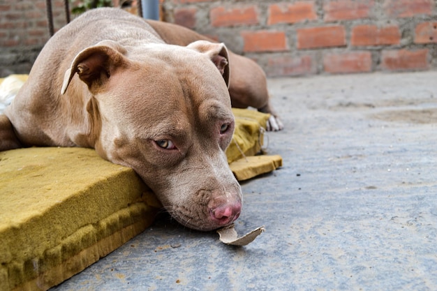 Nahaufnahme eines schönen 3-jährigen Pitbull-Welpen, Konzept der Aufgabe, Rettung oder Adoption.