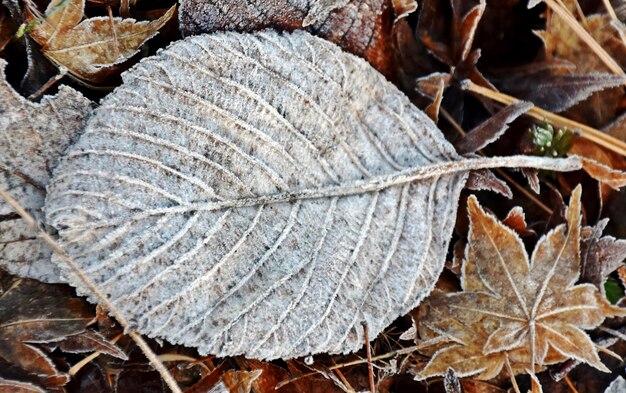 Nahaufnahme eines schönen Blattes an einem frostigen Morgen