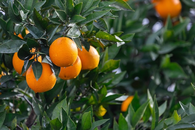 Nahaufnahme eines schönen Orangenbaums mit orangefarbenen großen runden Orangen mit Regentropfen, umgeben von vielen hellgrünen Blättern, weicher Fokus