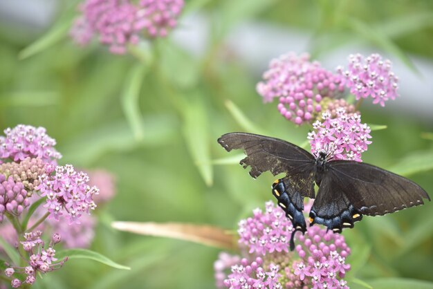 Nahaufnahme eines schönen schwarzen Schmetterlings auf der blühenden Flieder