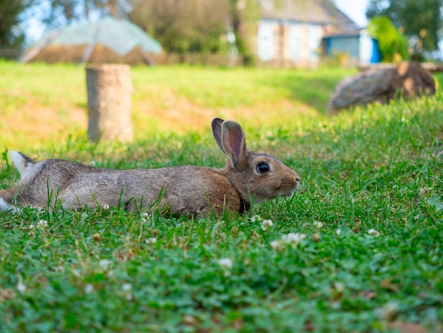 Nahaufnahme eines schönen süßen Kaninchens, das im Sommer auf dem grünen Gras liegt Verschwommener Hintergrund Seitenansicht Haustier