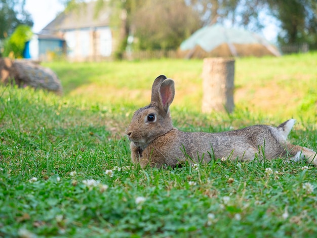 Nahaufnahme eines schönen süßen Kaninchens, das im Sommer auf dem grünen Gras liegt Verschwommener Hintergrund Seitenansicht Haustier