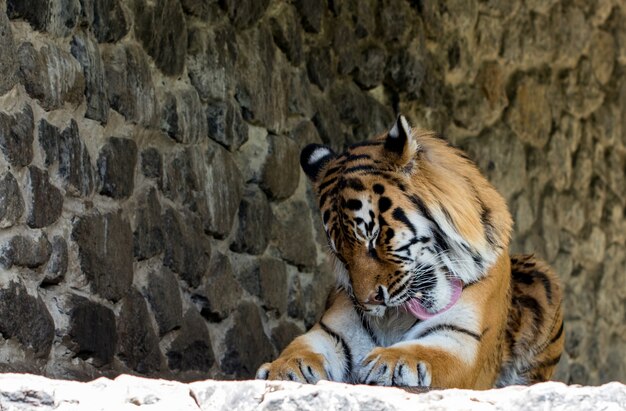 Nahaufnahme eines schönen Tigers im Hintergrund.