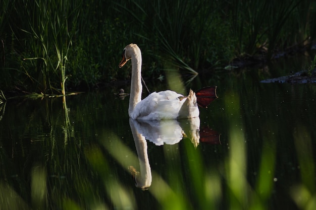 Nahaufnahme eines schönen weißen Schwans auf einem Teich