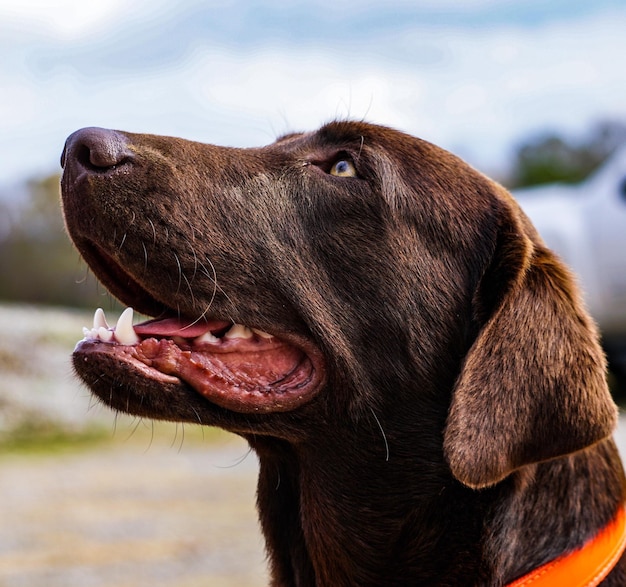 Nahaufnahme eines Schokoladenlabradors