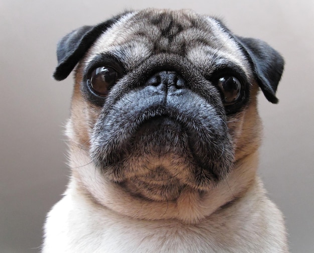 Nahaufnahme eines Schoßhundes auf grauem Hintergrund