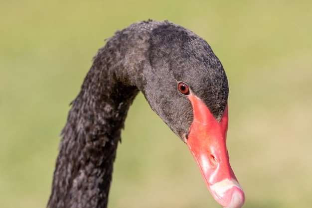 Foto nahaufnahme eines schwanes