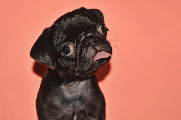 Nahaufnahme eines schwarzen Hundes an der Wand