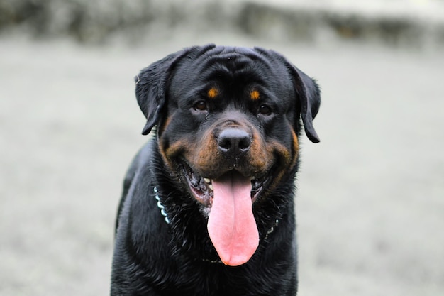 Nahaufnahme eines schwarzen Hundes, der die Zunge herausstreckt