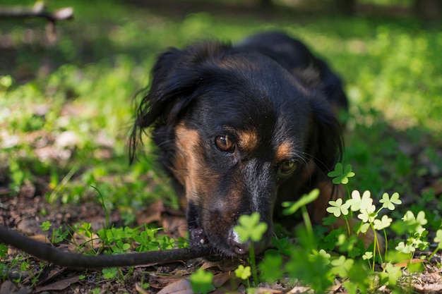 Nahaufnahme eines schwarzen Hundes, der mit einem Holzstab im Feld spielt, inmitten des schönen grünen Klees.