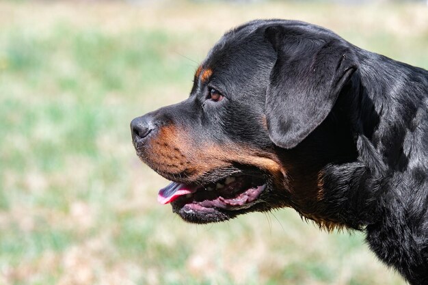 Foto nahaufnahme eines schwarzen hundes, der wegblickt