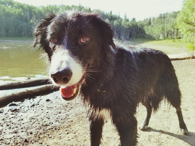 Foto nahaufnahme eines schwarzen hundes gegen bäume