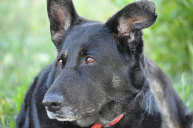 Foto nahaufnahme eines schwarzen hundes