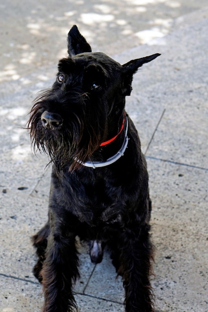 Foto nahaufnahme eines schwarzen hundes