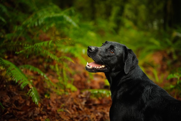 Nahaufnahme eines schwarzen Hundes