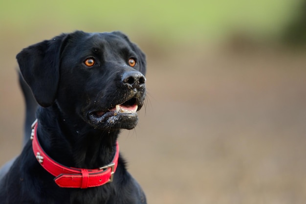 Nahaufnahme eines schwarzen Hundes