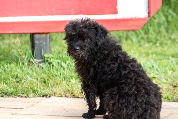 Foto nahaufnahme eines schwarzen hundes