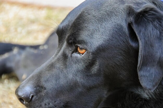 Foto nahaufnahme eines schwarzen hundes